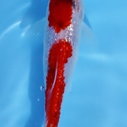 Proaquatic - Gin Showa