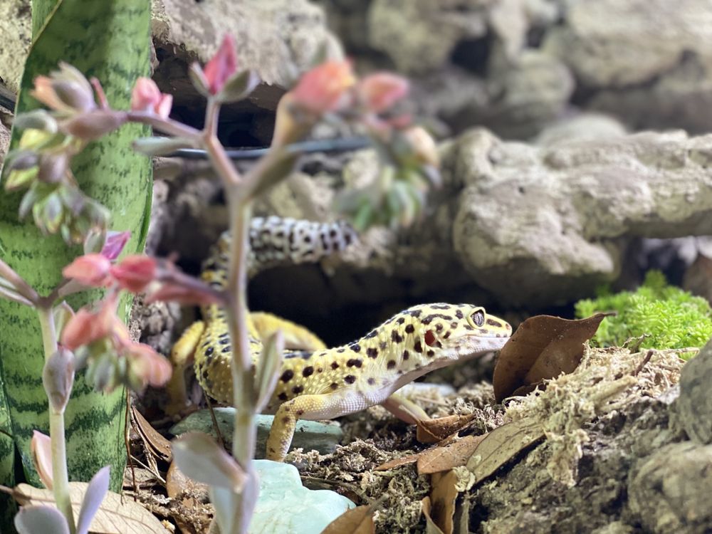 Scales 'N Tails Las Vegas - reptile breeding in Las Vegas, NV