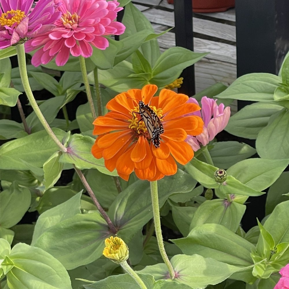 Glendale Flowers Toledo Ohio Best Flower Site