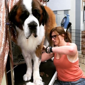 Barkhouse No 14 - No dog is to big for the job - Pet Groomers Near Me - Tracy, California