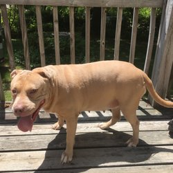 Briarwood Boarding Kennels