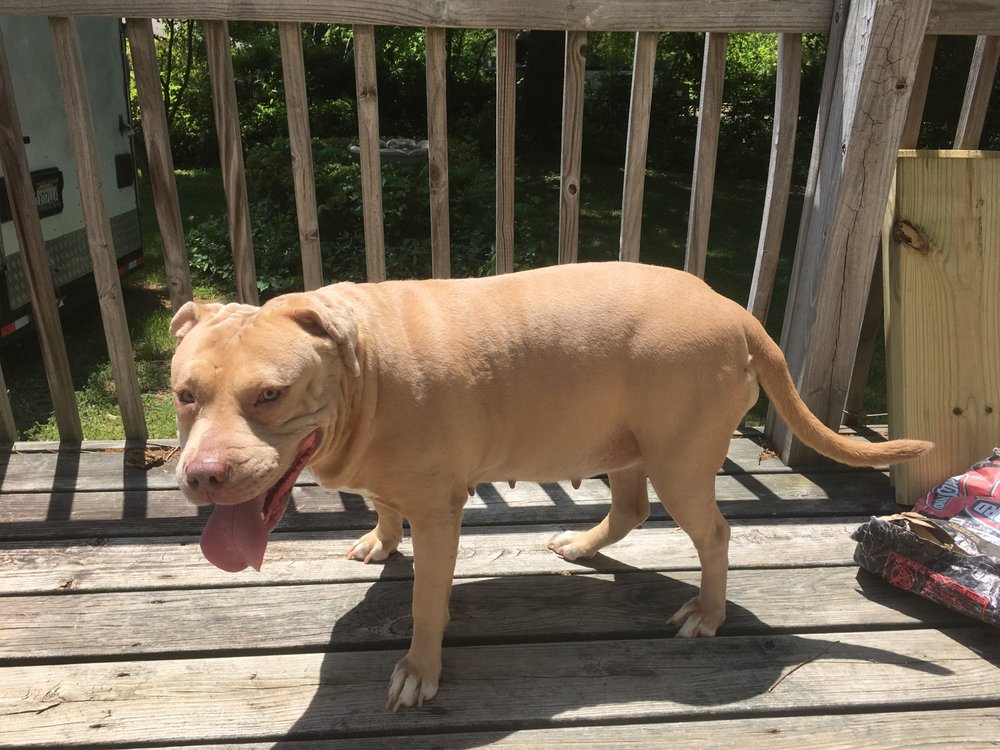 BRIARWOOD BOARDING KENNELS Updated October 2024 1443 John Green Rd, Winston Salem, North