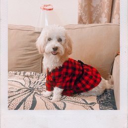 Photo of my dog with her holiday dress from Petsmart.