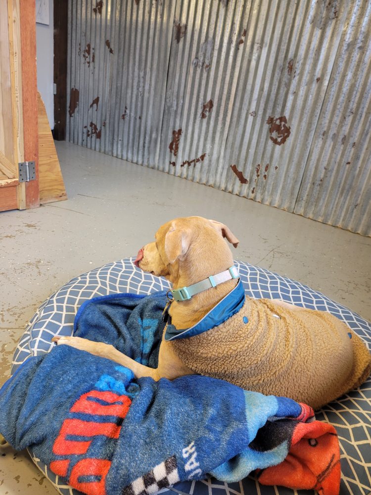 Unleashed - pet boarding facility in Missoula, MT