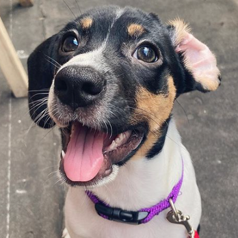 Muddy Paws Rescue - Our MPR Rescue! - Animal Shelters Near Me Muddy Paws Rescue - Our MPR Rescue! - Animal Shelters Near Me