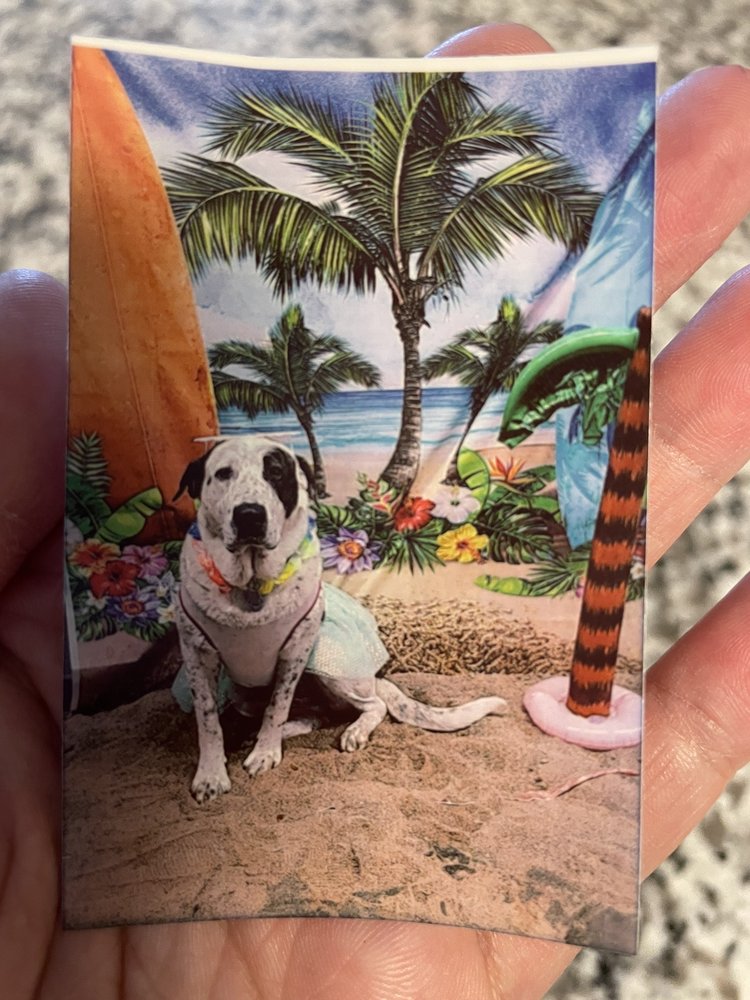 Titan's Doggy Daycare Image
