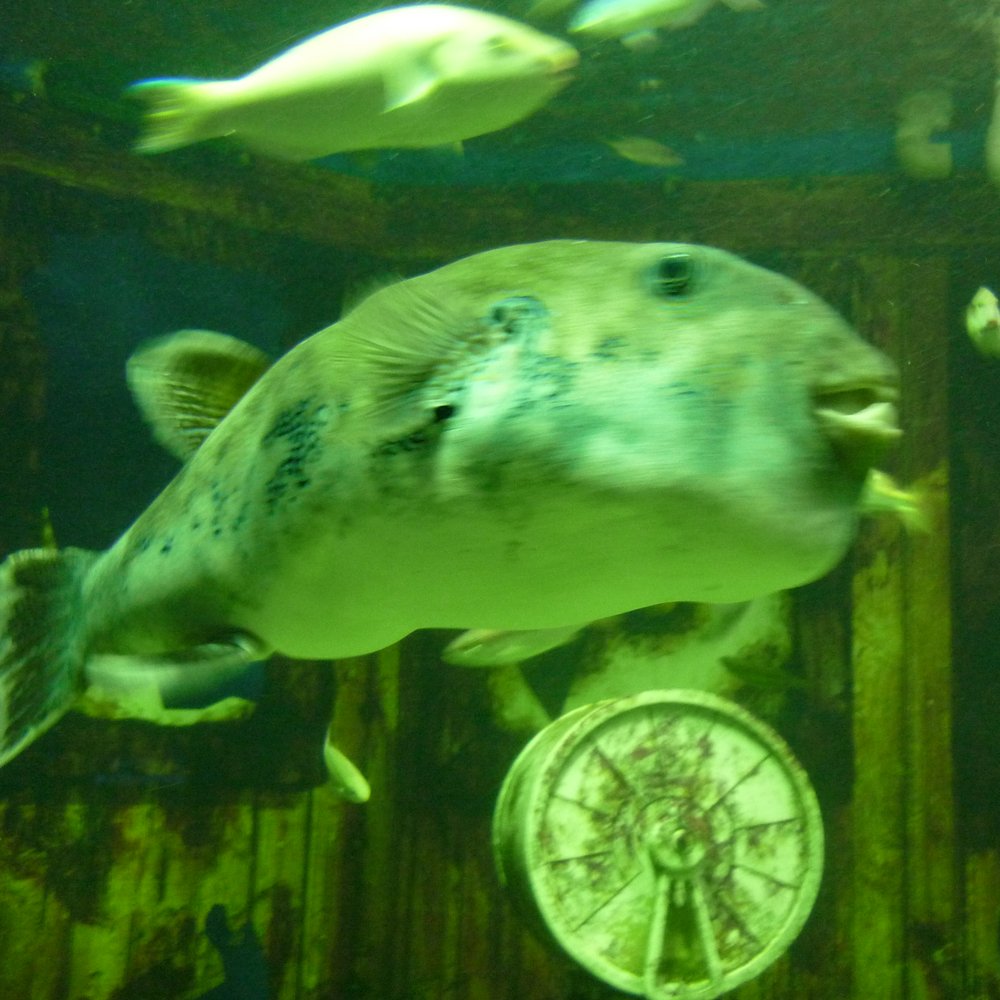 Manila Ocean Park - Pufferfish. - Aquariums Near Me - Manila, NCR Manila Ocean Park - Pufferfish. - Aquariums Near Me - Manila, NCR