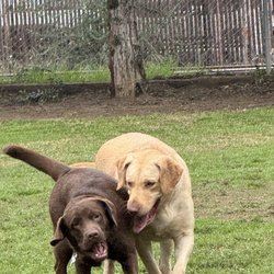 Exeter Bark Park - Dog park buddies!