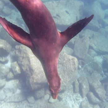 Shark Encounters - Snorkeling Near Me - La Paz, BCS