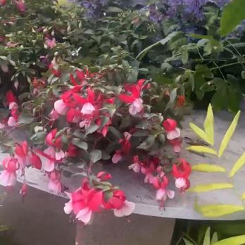 M & M Nursery - Fuchsia - Nurseries & Gardening Near Me - Orange, California M & M Nursery - Fuchsia - Nurseries & Gardening Near Me - Orange, California