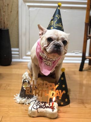 gussied up dog boutique