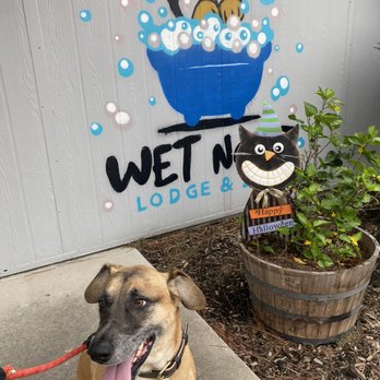 Wet Nose Lodge & Spa - First day at Doggie Daycare. Passed with a Paw of Approval!!! - Pet Groomers Near Me - Humble, Texas Wet Nose Lodge & Spa - First day at Doggie Daycare. Passed with a Paw of Approval!!! - Pet Groomers Near Me - Humble, Texas