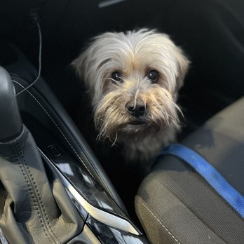 Salmon Brook Veterinary Hospital - Patiently waiting in the car. - Veterinarians Near Me - Granby, Connecticut Salmon Brook Veterinary Hospital - Patiently waiting in the car. - Veterinarians Near Me - Granby, Connecticut
