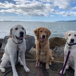 Elite Pet Society - Group adventures with great views! (Talking about the pups of course)
