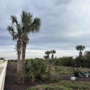 Next Level Trees - Tree Services Near Me - Citra, Florida