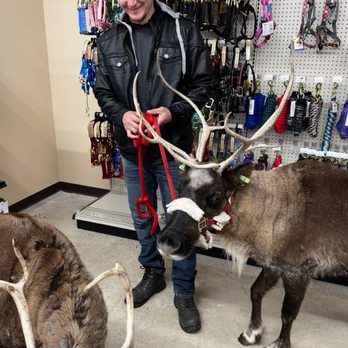 Rudolph Reindeer Rentals - Petting Zoos Near Me Rudolph Reindeer Rentals - Petting Zoos Near Me