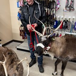 Rudolph Reindeer Rentals