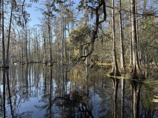 Cypress Gardens by null