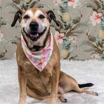 Danielle Spires Photography - Pet Photography Near Me - Los Angeles, California