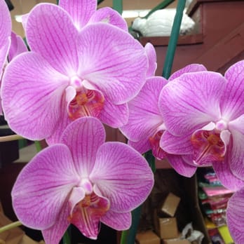 Flora Clay - Pretty!! - Florists Near Me - Los Angeles, California Flora Clay - Pretty!! - Florists Near Me - Los Angeles, California