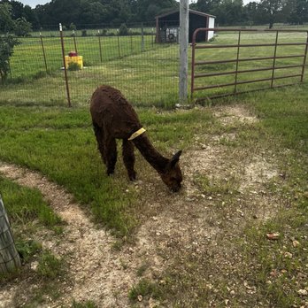Zena Suri Alpacas - Alpaca - Knitting Supplies Near Me - Jay, Oklahoma