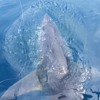 Miami Inshore Fishing - The big shark - Fishing Near Me - Key Biscayne, Florida
