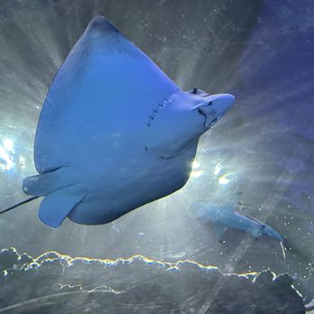 Aquarium At The Boardwalk - Aquariums Near Me - Branson, Missouri