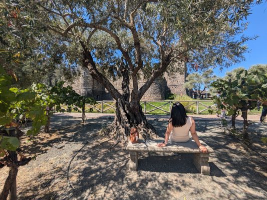 Napa Valley Wine Trolley by null