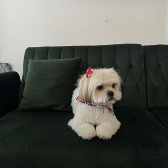 Anita’s Pets Grooming - Pet Groomers Near Me - Winnetka, California Anita’s Pets Grooming - Pet Groomers Near Me - Winnetka, California