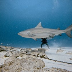 Xico Dive Center - Bull Shark Diving Playa del Carmen