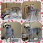 Photo of DogGrooming ByAmanda