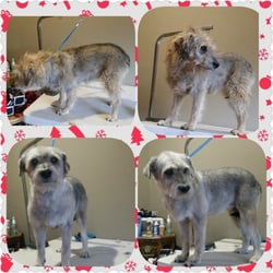 DogGrooming ByAmanda