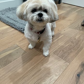 Pawsitively Primped - Pet Groomers Near Me - Lafayette, California Pawsitively Primped - Pet Groomers Near Me - Lafayette, California
