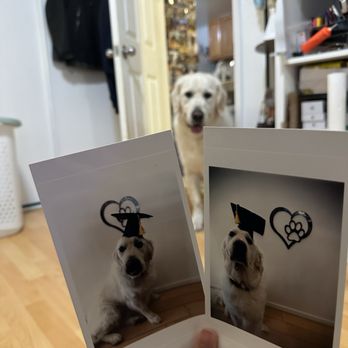 Mutt and Tumble Dog Training - TOFU!! - Pet Training Near Me - San Francisco, California Mutt and Tumble Dog Training - TOFU!! - Pet Training Near Me - San Francisco, California