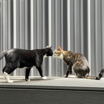 Koneko - Cats kissing - Breakfast & Brunch Near Me - New York, New York