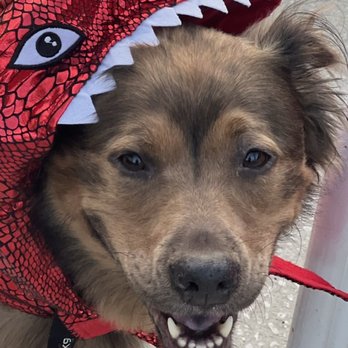 Vero Beach Veterinary Hospital - Chewie in part of her Halloween Costume - Veterinarians Near Me - Vero Beach, Florida Vero Beach Veterinary Hospital - Chewie in part of her Halloween Costume - Veterinarians Near Me - Vero Beach, Florida
