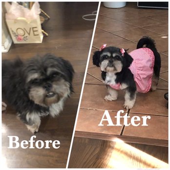 Puppy Salon - Daisy Rose before and after - Pet Groomers Near Me - Whittier, California