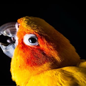 Exotic Pet Vets - Little Sunny - Veterinarians Near Me - Phoenix, Arizona Exotic Pet Vets - Little Sunny - Veterinarians Near Me - Phoenix, Arizona