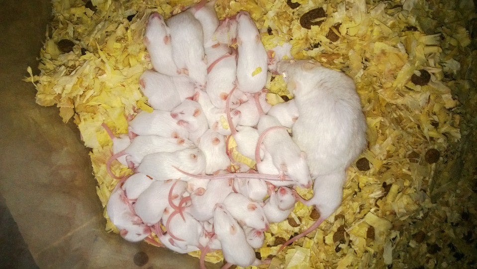 FARMYARD FEED Updated August 2024 61 Photos & 16 Reviews 27705