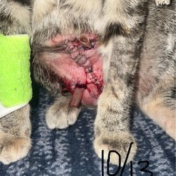 Emergency Animal Clinic Of Topeka - photo of how they returned our kitten