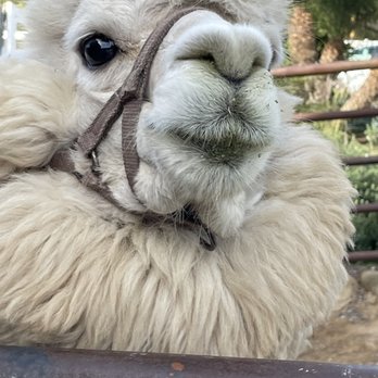 Canzelle Alpacas - That's a beautiful face! - Farms Near Me - Carpinteria, California Canzelle Alpacas - That's a beautiful face! - Farms Near Me - Carpinteria, California