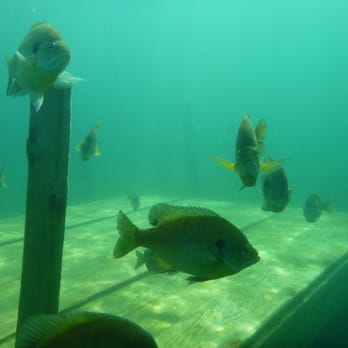 Lake Phoenix - The dive platforms are fantastic for training - Campgrounds Near Me - Rawlings, Virginia