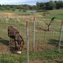 Photo of Peach Tree Farm