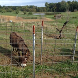 Peach Tree Farm