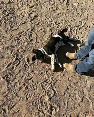 White Stallion Ranch by null