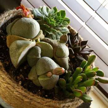 Cosentino's Nursery - Repotted the #Rare #SplitRock from Consentino's Nursery - Nurseries & Gardening Near Me - Malibu, California Cosentino's Nursery - Repotted the #Rare #SplitRock from Consentino's Nursery - Nurseries & Gardening Near Me - Malibu, California