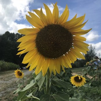 BJ Reece Orchards - Fruits & Veggies Near Me - Ellijay, Georgia