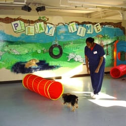 Southwind Animal Hospital - Playtime for boarding pet.