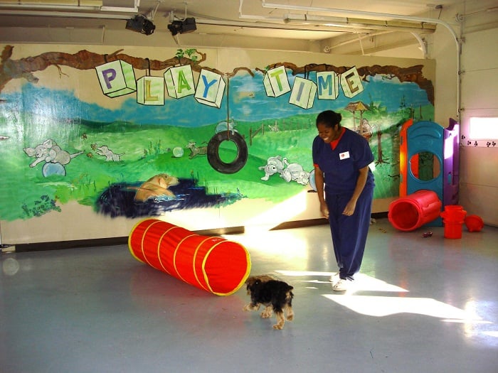 Southwind Animal Hospital - pet boarding facility in Memphis, TN