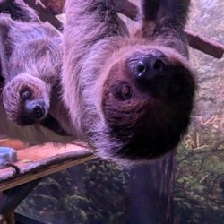 Little Ray's Nature Center - Mommy and baby sloth